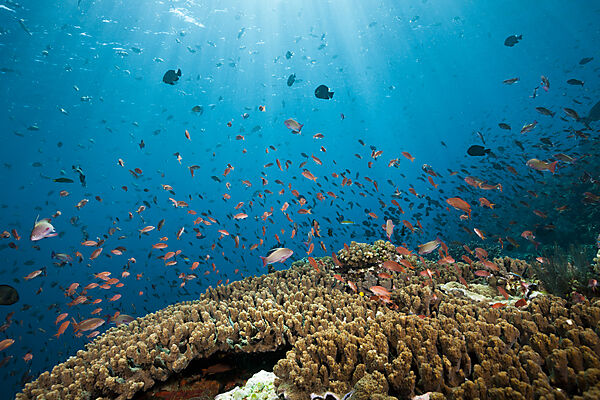 Buntes Riffdach, Komodo Nationalpark, Indonesien
