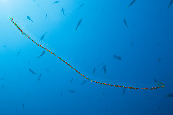 Chain of Salps, Salpa sp., Komodo National Park, Indonesia
