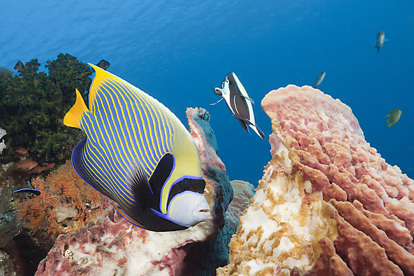 Imperator Kaiserfisch im Riff, Pomacanthus imperator, Komodo Nationalpark, Indonesien