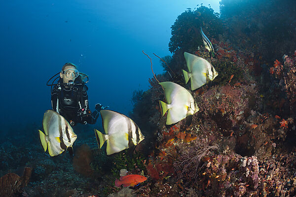 Taucher und Spitzmaul-Fledermausfische, Platax pinnatus, Komodo Nationalpark, Indonesien