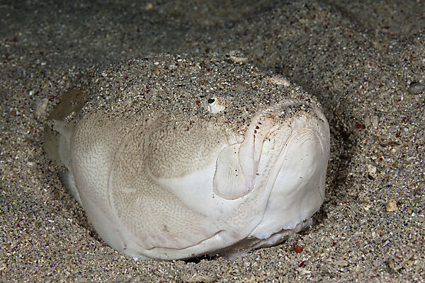 Himmelsgucker, Uranoscopus sulphureus, Komodo Nationalpark, Indonesien