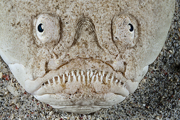 Himmelsgucker, Uranoscopus sulphureus, Komodo Nationalpark, Indonesien