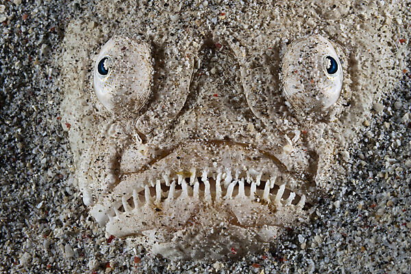 Himmelsgucker, Uranoscopus sulphureus, Komodo Nationalpark, Indonesien