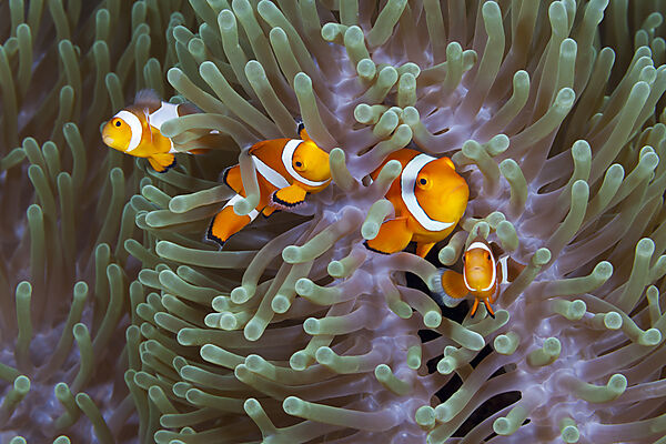 Clown Anemonefishes, Amphiprion ocellaris, Komodo National Park, Indonesia