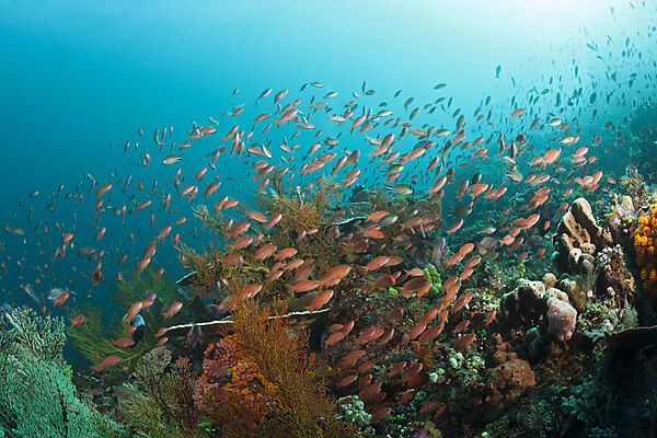 Anthias over Coral Reef, Pseudanthias squamipinnis, Komodo National Park, Indonesia