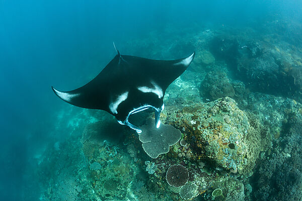 Reef Manta, Manta alfredi, Komodo National Park, Indonesia
