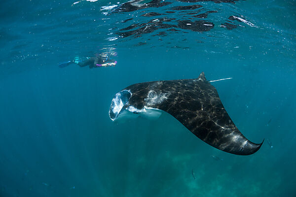 Riff-Manta, Manta alfredi, Komodo Nationalpark, Indonesien