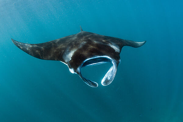 Reef Manta, Manta alfredi, Komodo National Park, Indonesia
