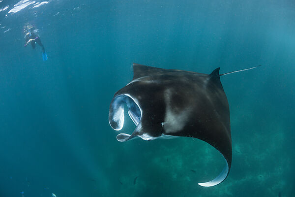 Riff-Manta, Manta alfredi, Komodo Nationalpark, Indonesien