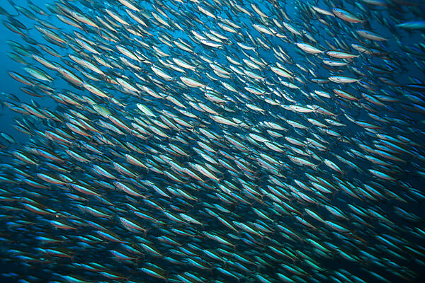 Shoal of Neon Fusiliers, Pterocaesio tile, Komodo National Park, Indonesia