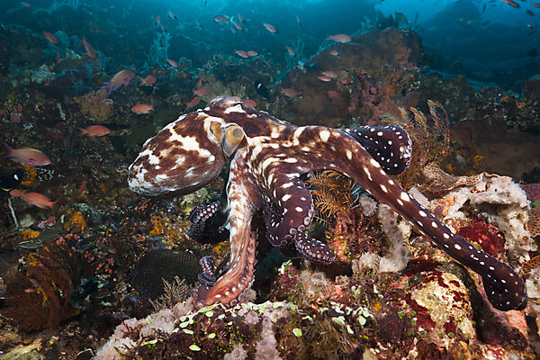 Day Octopus, Octopus cyanea, Komodo National Park, Indonesia