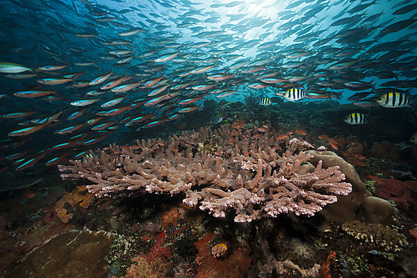 Neon Fusiliers over Coral Reef, Pterocaesio tile, Komodo National Park, Indonesia