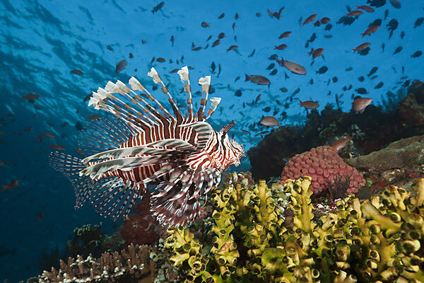 Lionfish in Coral Reef, Pterois volitans, Komodo National Park, Indonesia