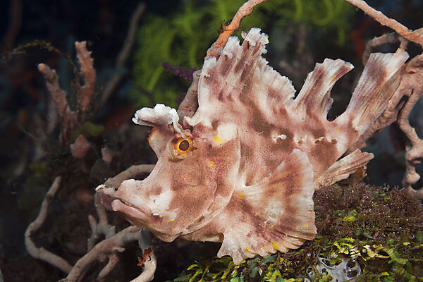 Paddle-flap Scorpionfish, Rhinopias eschmeyeri, Komodo National Park, Indonesia