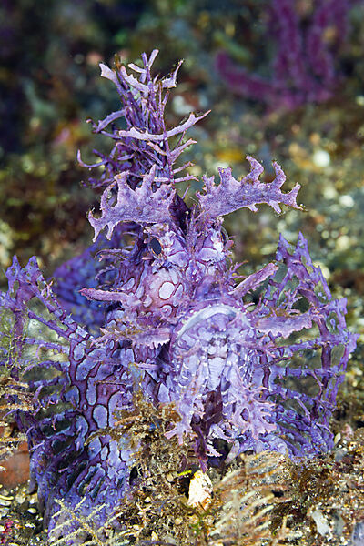 Weedy Scorpionfish, Rhinopias frondosa, Komodo National Park, Indonesia
