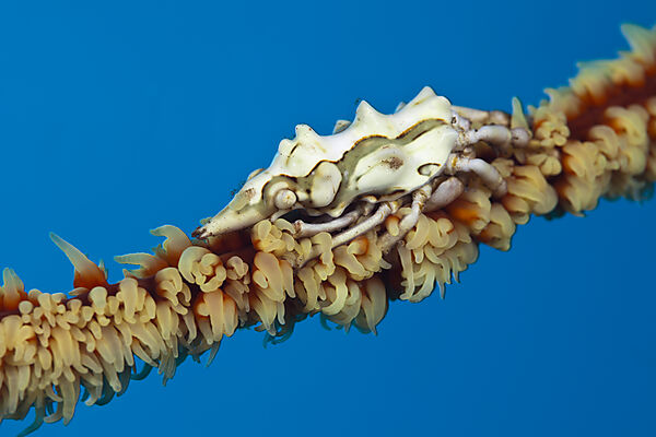 Wire Coral Spider Crab, Xenocarcinus conicus, Komodo National Park, Indonesia