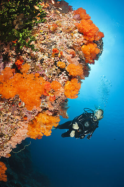 Scuba diver over Coral Reef, Komodo National Park, Indonesia