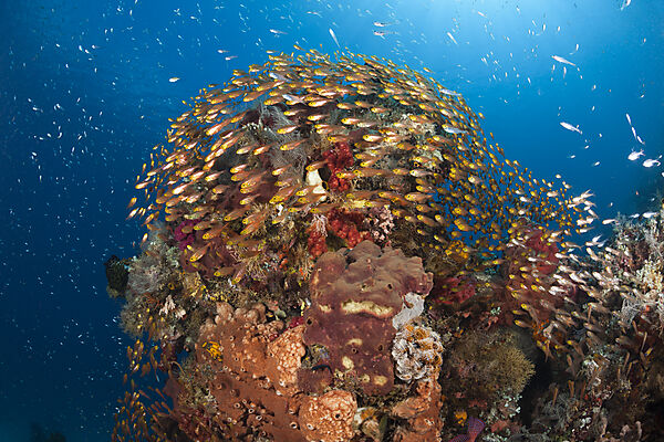 Glassy Sweepers in Coral Reef, Parapriacanthus ransonneti, Komodo National Park, Indonesia