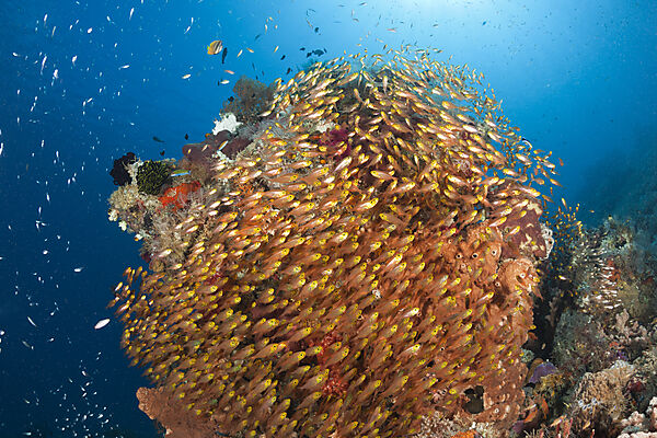 Glassy Sweepers in Coral Reef, Parapriacanthus ransonneti, Komodo National Park, Indonesia