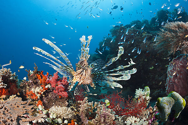 Lionfish in Coral Reef, Pterois volitans, Komodo National Park, Indonesia