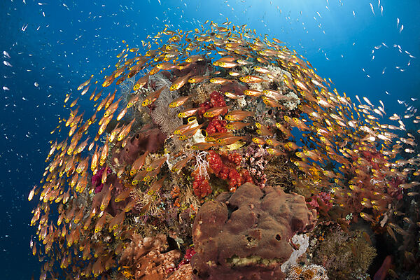 Glassy Sweepers in Coral Reef, Parapriacanthus ransonneti, Komodo National Park, Indonesia