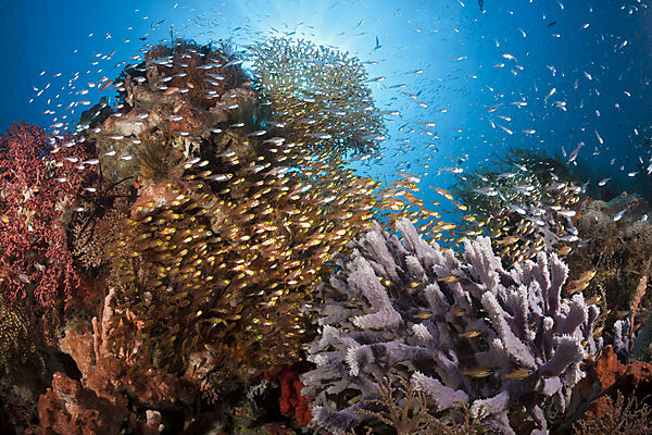 Glassy Sweepers in Coral Reef, Parapriacanthus ransonneti, Komodo National Park, Indonesia