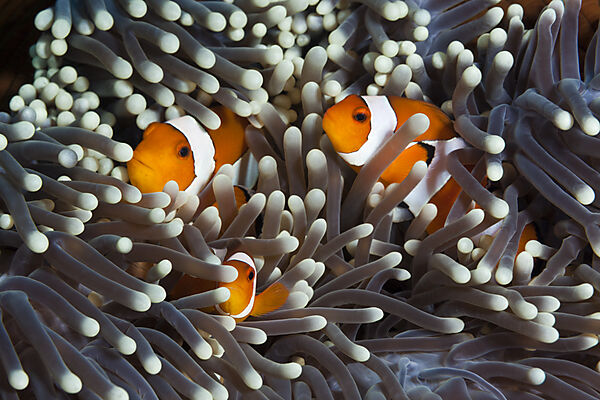 Clown Anemonefishes, Amphiprion ocellaris, Bali, Indonesia
