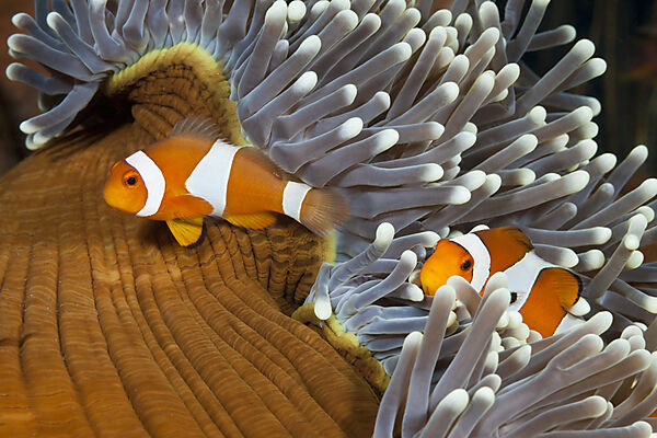 Orange-Ringel-Anemonenfische, Amphiprion ocellaris, Bali, Indonesien