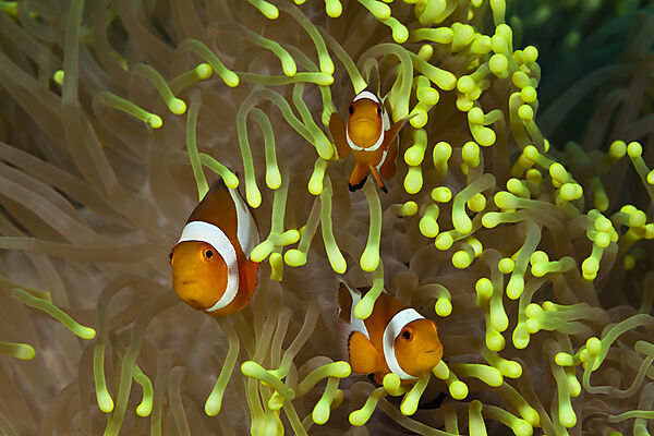 Orange-Ringel-Anemonenfische, Amphiprion ocellaris, Bali, Indonesien