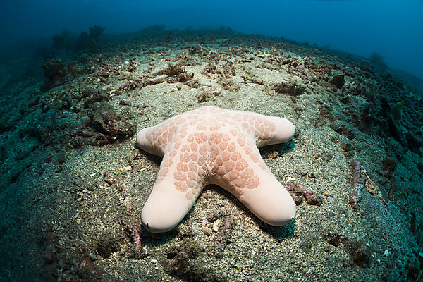 Gekoernter Kissen-Seestern, Choriaster granulatus, Bali, Indonesien