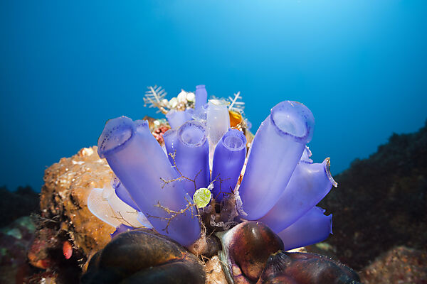 Blaue Seescheiden am Riff, Rhopalaea morph, Bali, Indonesien