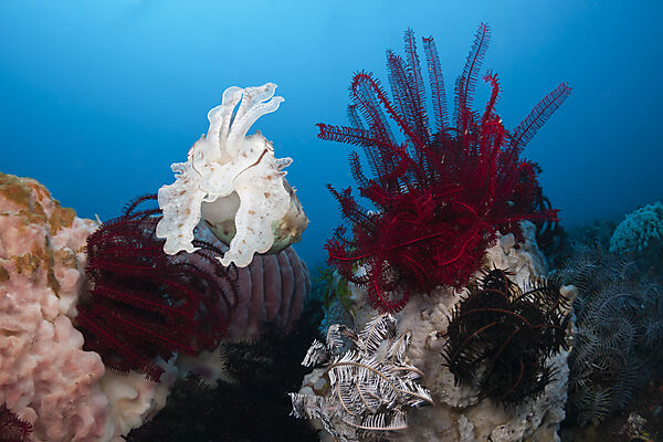 Breitkeulen-Sepie, Sepia latimanus, Bali, Indonesien
