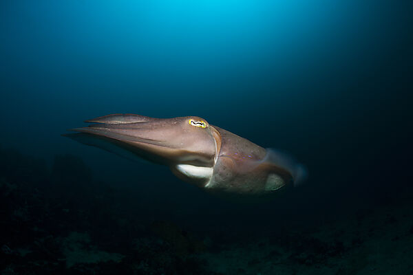 Breitkeulen-Sepie, Sepia latimanus, Bali, Indonesien