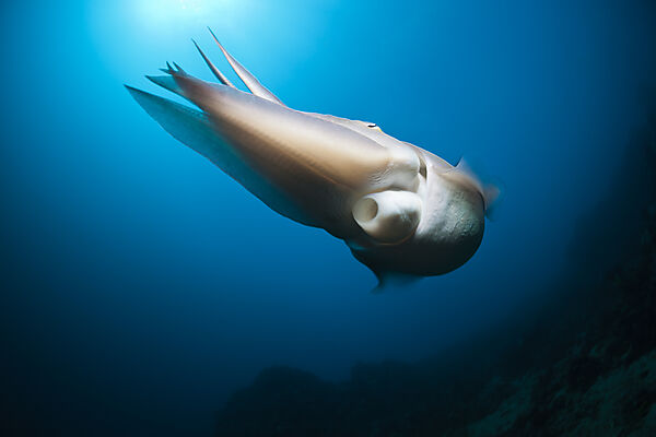 Breitkeulen-Sepie, Sepia latimanus, Bali, Indonesien