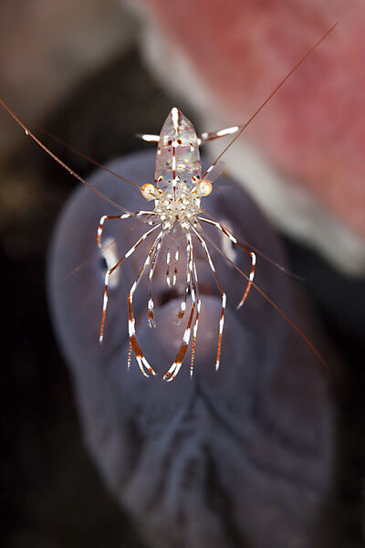 Felsengarnele vor Weissaugen-Muraene, Urocaridella sp.B, Bali, Indonesien