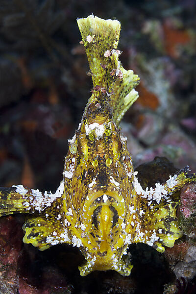 Gelber Schaukelfisch, Taenionotus triacanthus, Bali, Indonesien