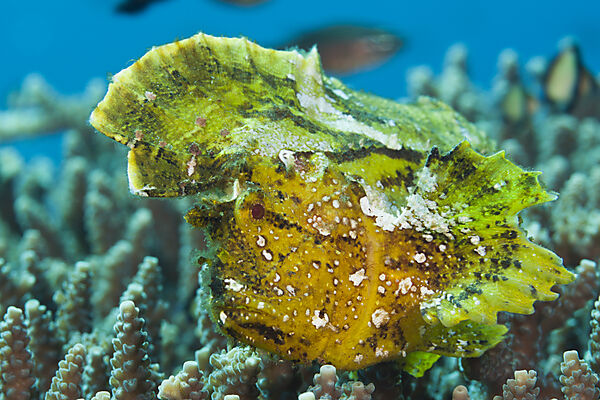 Gelber Schaukelfisch, Taenionotus triacanthus, Bali, Indonesien