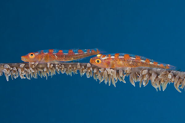 Paar Peitschenkorallen-Zwerggrundeln, Bryaninops youngei, Bali, Indonesien