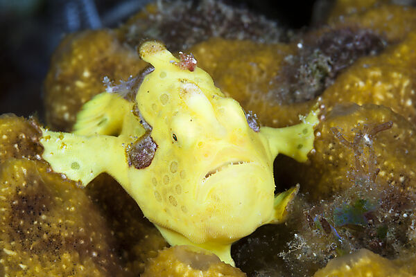 Gelber Rundflecken-Anglerfisch, Antennarius pictus, Bali, Indonesien