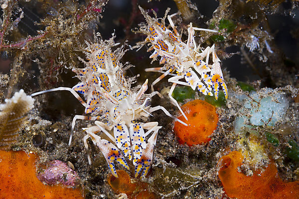 Tiger-Garnelen, Phyllognathia ceratophthalmus, Bali, Indonesien