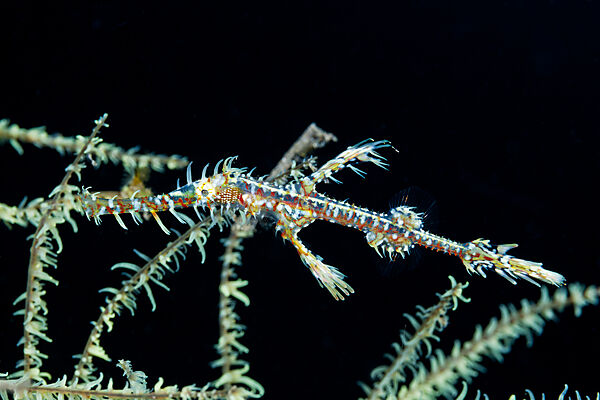 Harlekin-Geisterpfeifenfisch, Solenostomus paradoxus, Bali, Indonesien