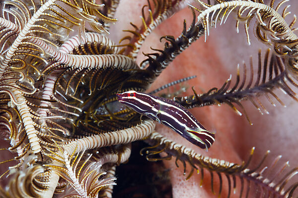 Haarstern-Schildbauch, Discotrema crinophila, Bali, Indonesien