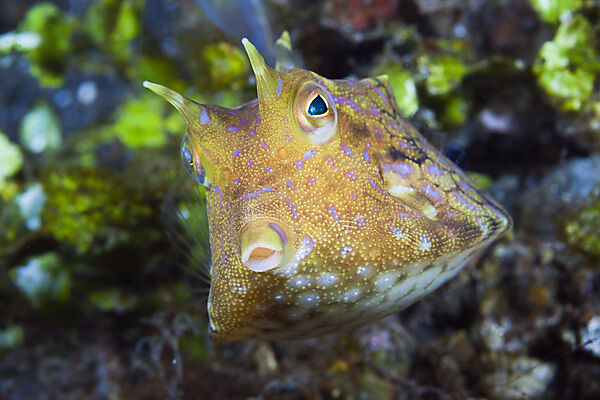 Rueckendorn-Kofferfisch, Lactoria fornasini, Bali, Indonesien