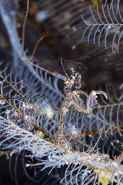 Skelettgarnele, Caprella sp., Bali, Indonesien