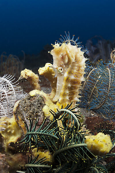 Dorniges Seepferdchen, Hippocampus histrix, Bali, Indonesien