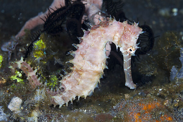Dorniges Seepferdchen, Hippocampus histrix, Bali, Indonesien