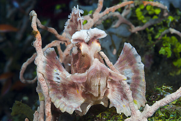 Eschmyers Schluckspecht, Rhinopias eschmeyeri, Bali, Indonesien