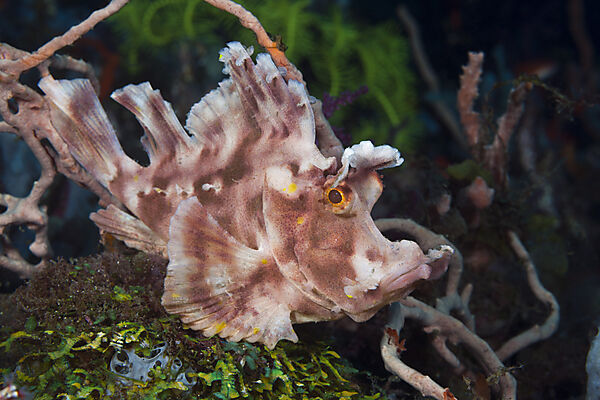 Eschmyers Schluckspecht, Rhinopias eschmeyeri, Bali, Indonesien
