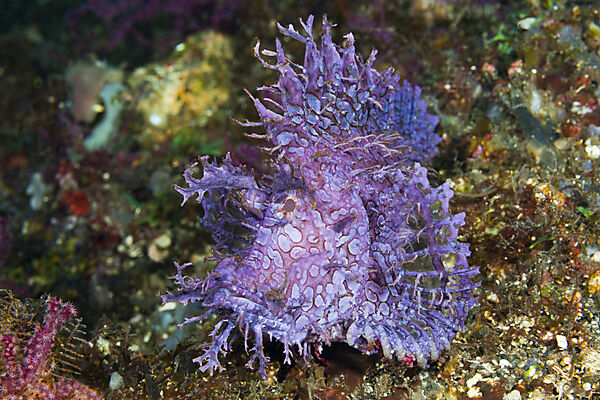 Tentakel-Drachenkopf, Rhinopias frondosa, Bali, Indonesien