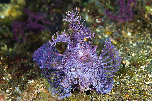 Tentakel-Drachenkopf, Rhinopias frondosa, Bali, Indonesien